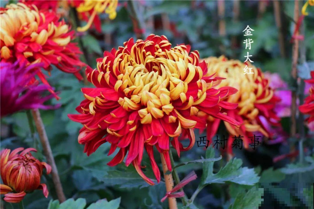 秋天啥花都可以不养，唯独这1种，100盆都不嫌多！