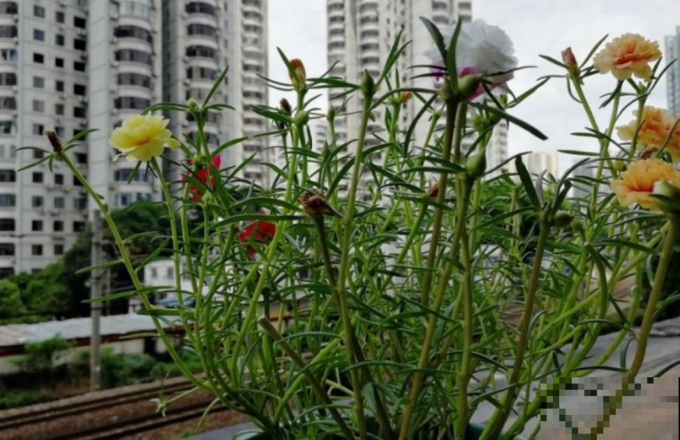 天气寒冷，家里养的太阳花不开花，还是转战小多肉吧！