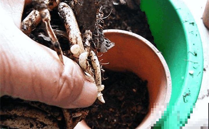 秋天给这花换盆，少了这一步，还不如不换