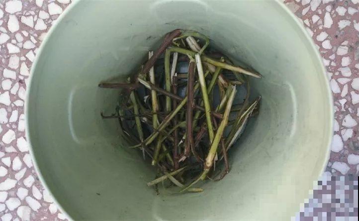 秋天换盆，先在盆底铺层木炭，排水透气好过冬！