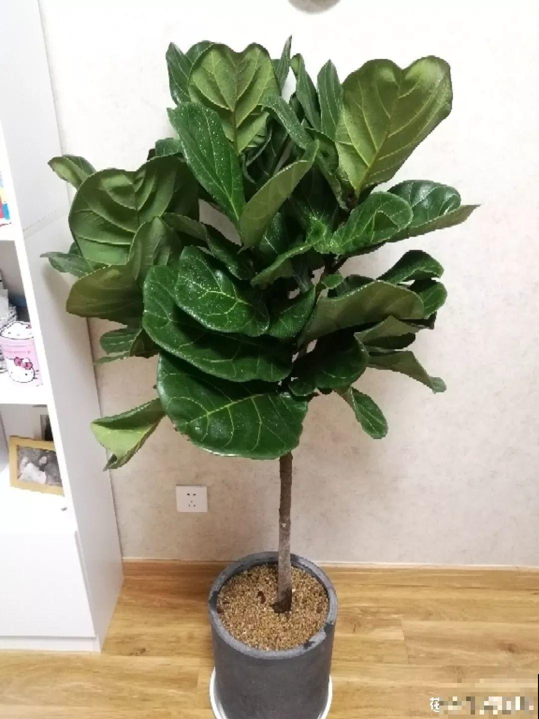 适合养在客厅里的4种花，喷一喷窜出花骨朵，漂亮上档次！