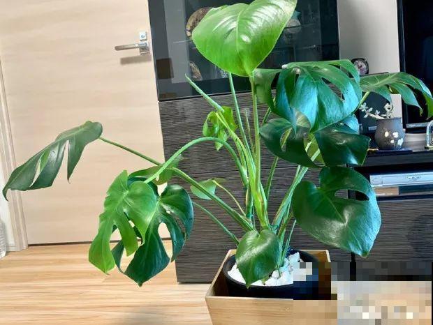 家里有这花，叶子沾灰不清洗，净化能力降到零！