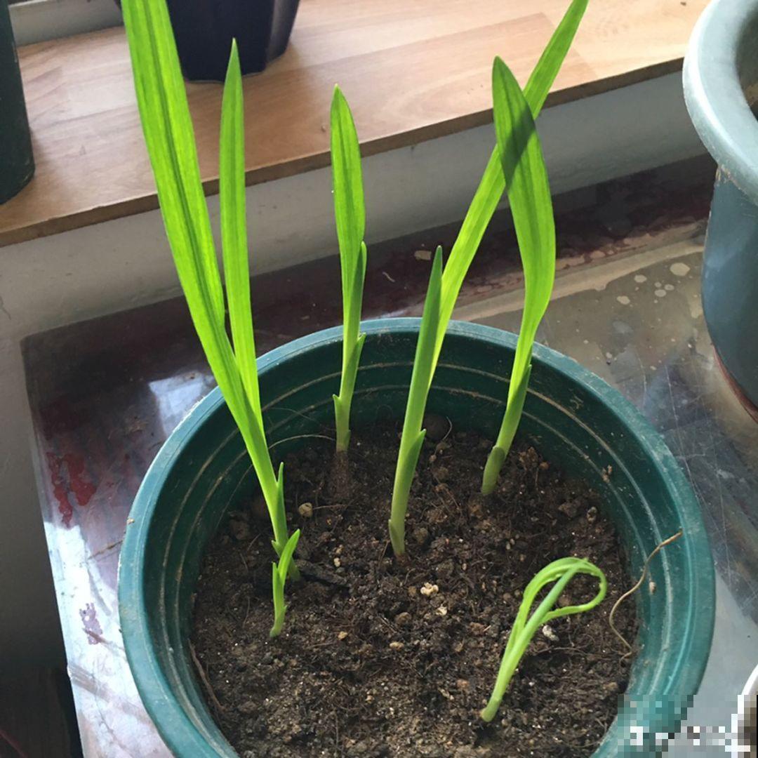 家里的花越长越小，再不贴点膘，怎么看都没精神！