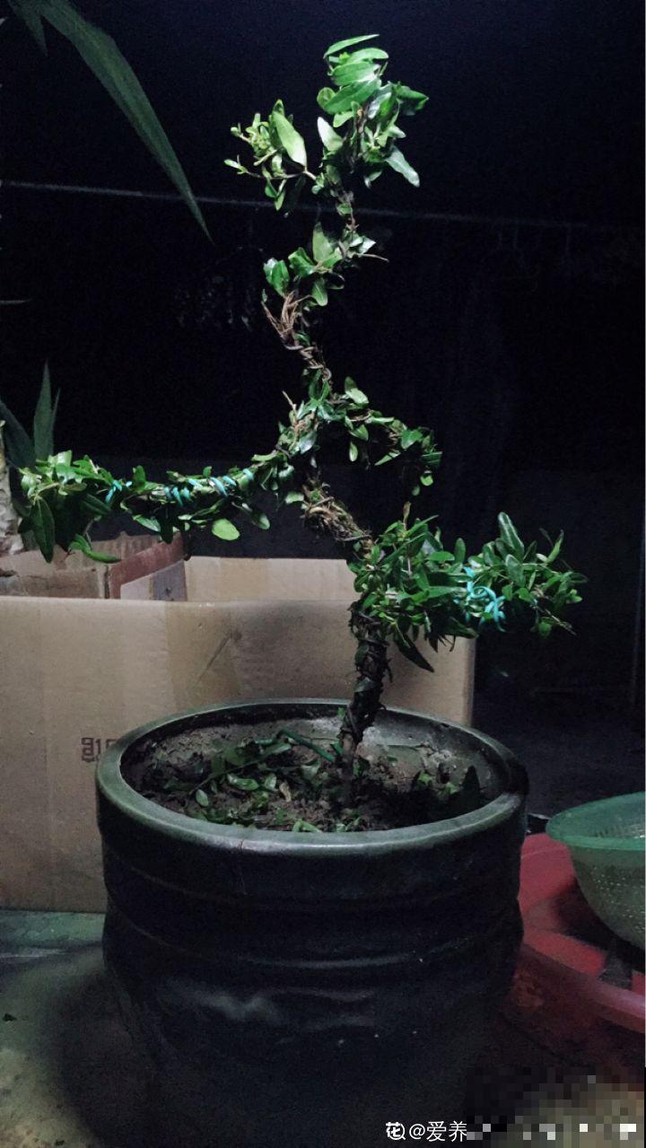 这花开得超喜庆，秋天挂满大红果，养在家里真有面儿