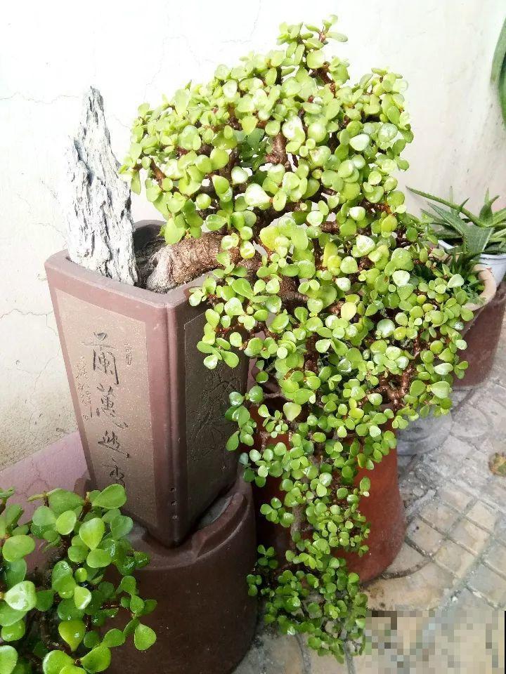 金枝玉叶换换土，比施肥都管用，瘦弱的嫩枝照样养成老桩！