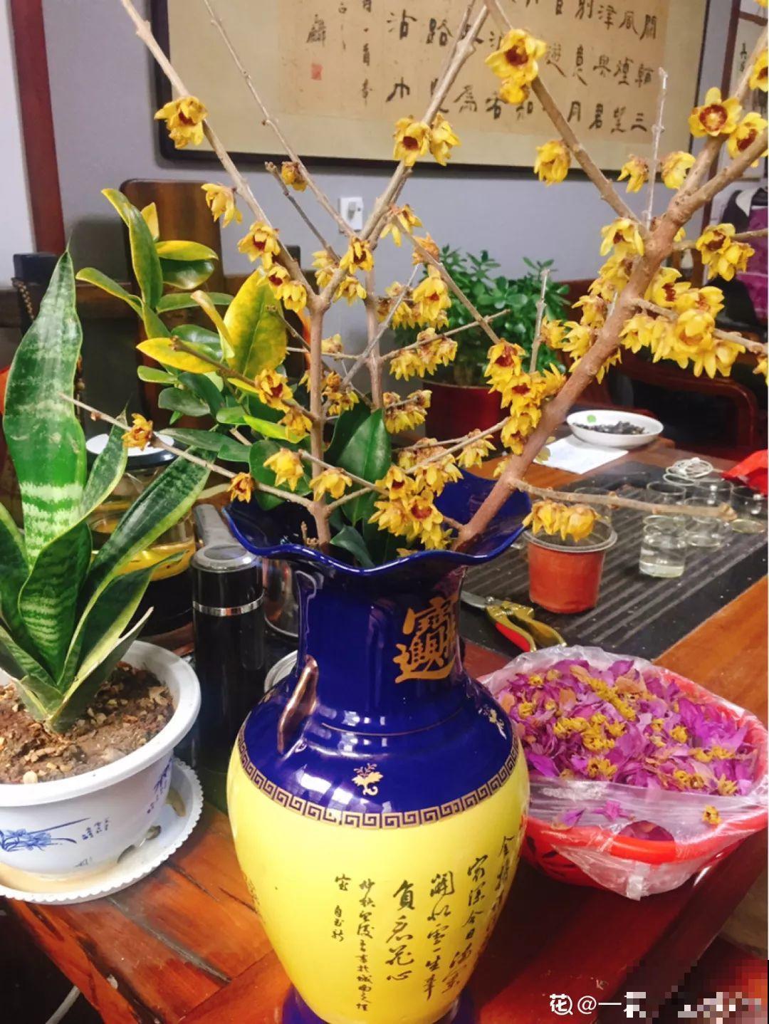 5种香水花，一间房摆一盆，满屋子都是香味！
