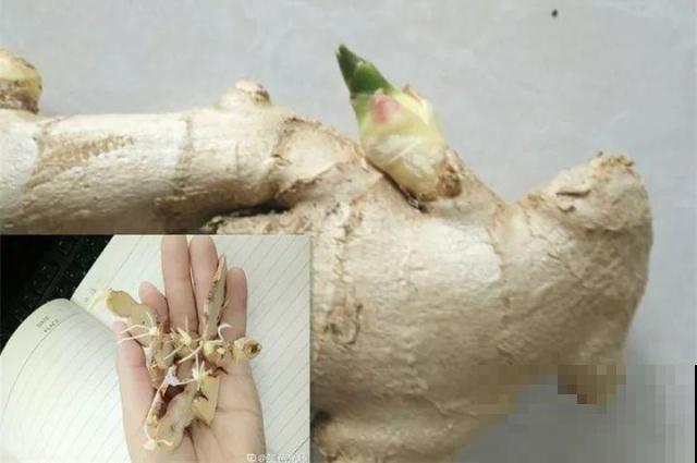 发芽的菜扔水里，15天长一桶，全家乐开花！