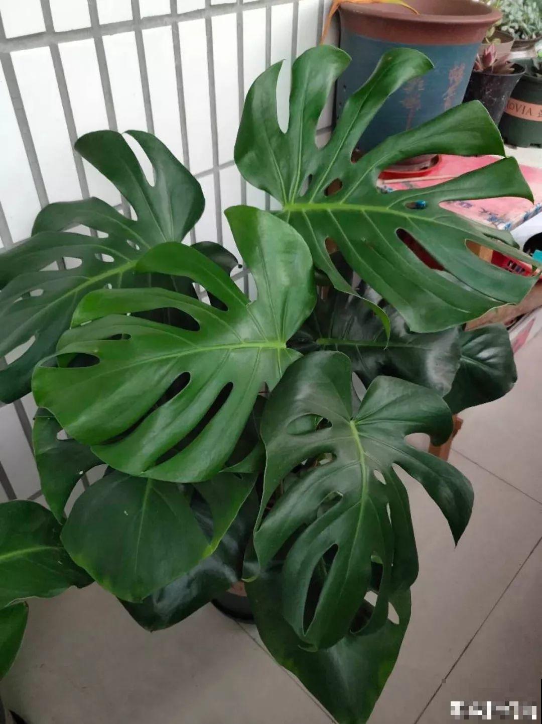 5种寓意超好的花，没有院子也能养，叶子油绿一年比一年茂盛！