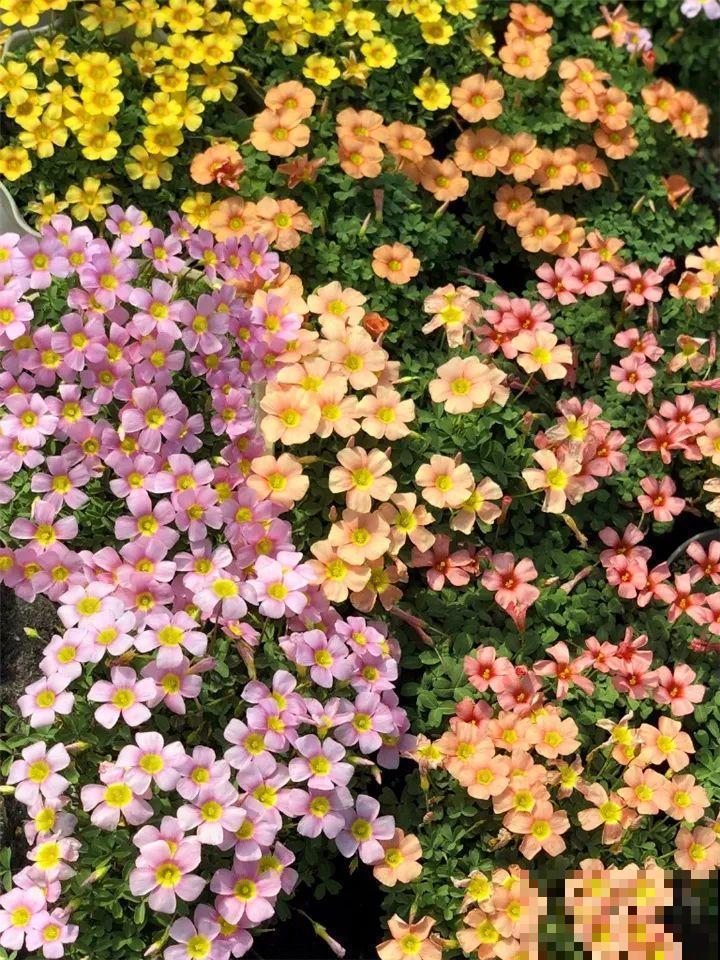 防盗窗上养这花，1个月开成花海，邻居都看花眼！