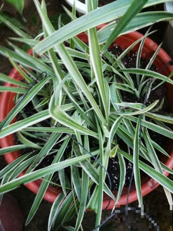 今天给大家介绍几种适合摆放在室内的植物