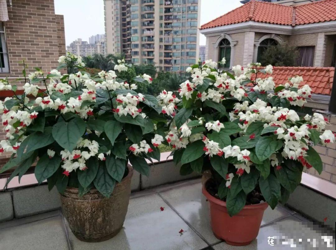 这花全年无休，能爬藤能开花，白珠子一个接一个！