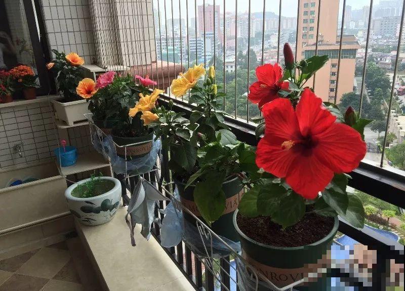 假期逛花市，5毛钱的花都有，30块塞满后备箱！