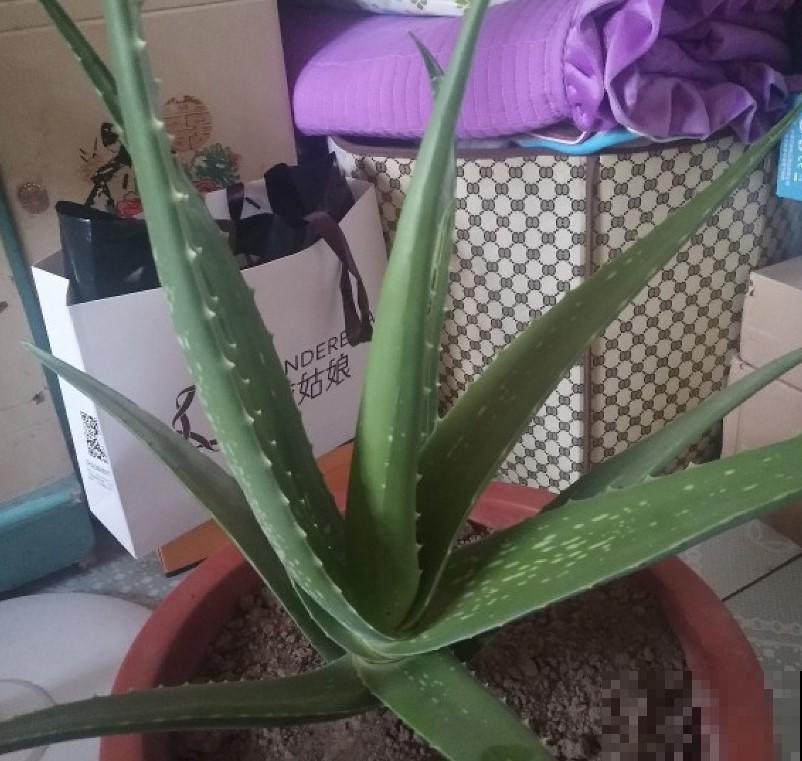这两种花效果堪比花露水，哪里痒就擦哪里，专治蚊虫叮咬！