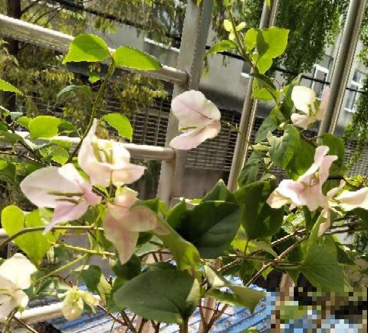 盆栽的三角梅不开花，学一招，爆盆都是小问题！