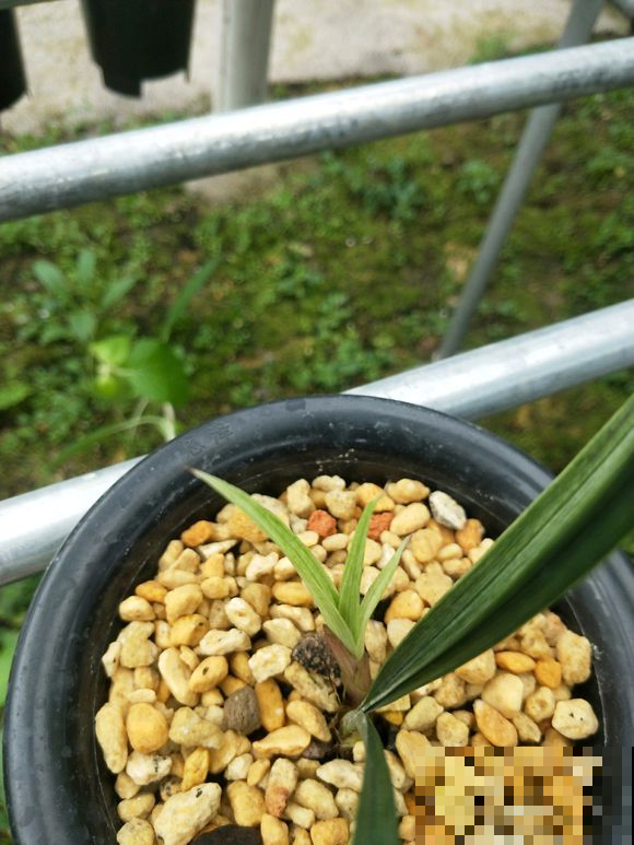 秋天给兰花换盆，盆底垫层“废料”，蹭蹭长出大白根！