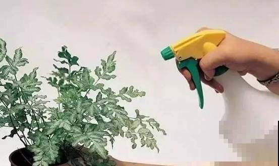 小苏打原来用处那么多，轻松养花，不用他太可惜！