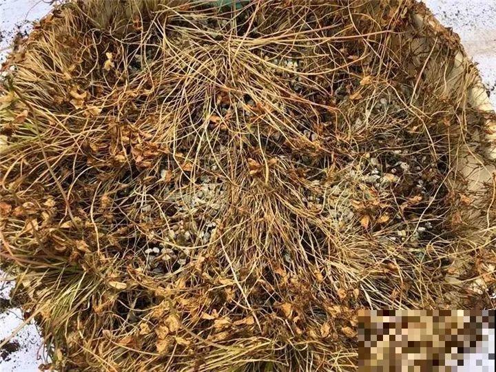 防盗窗上养这花，1个月开成花海，邻居都看花眼！