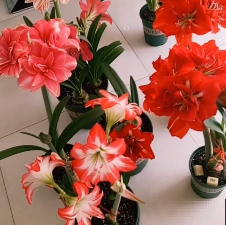 朱顶红开花这么美已经没有抵抗力，这么养，年年都开花！
