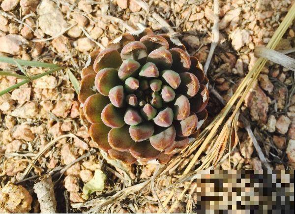 野生多肉遍地是，我到底该不该挖？