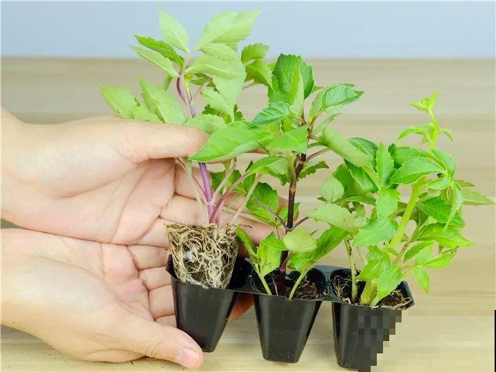养这花真过瘾，剪一茬开一茬，一年能开3季！
