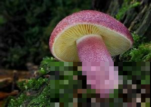 这蘑菇虽然看起来好看，但却有毒，千万不能吃！
