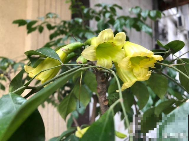 养10年才开花，这花脾气可真大，赶紧多喂大补肥！