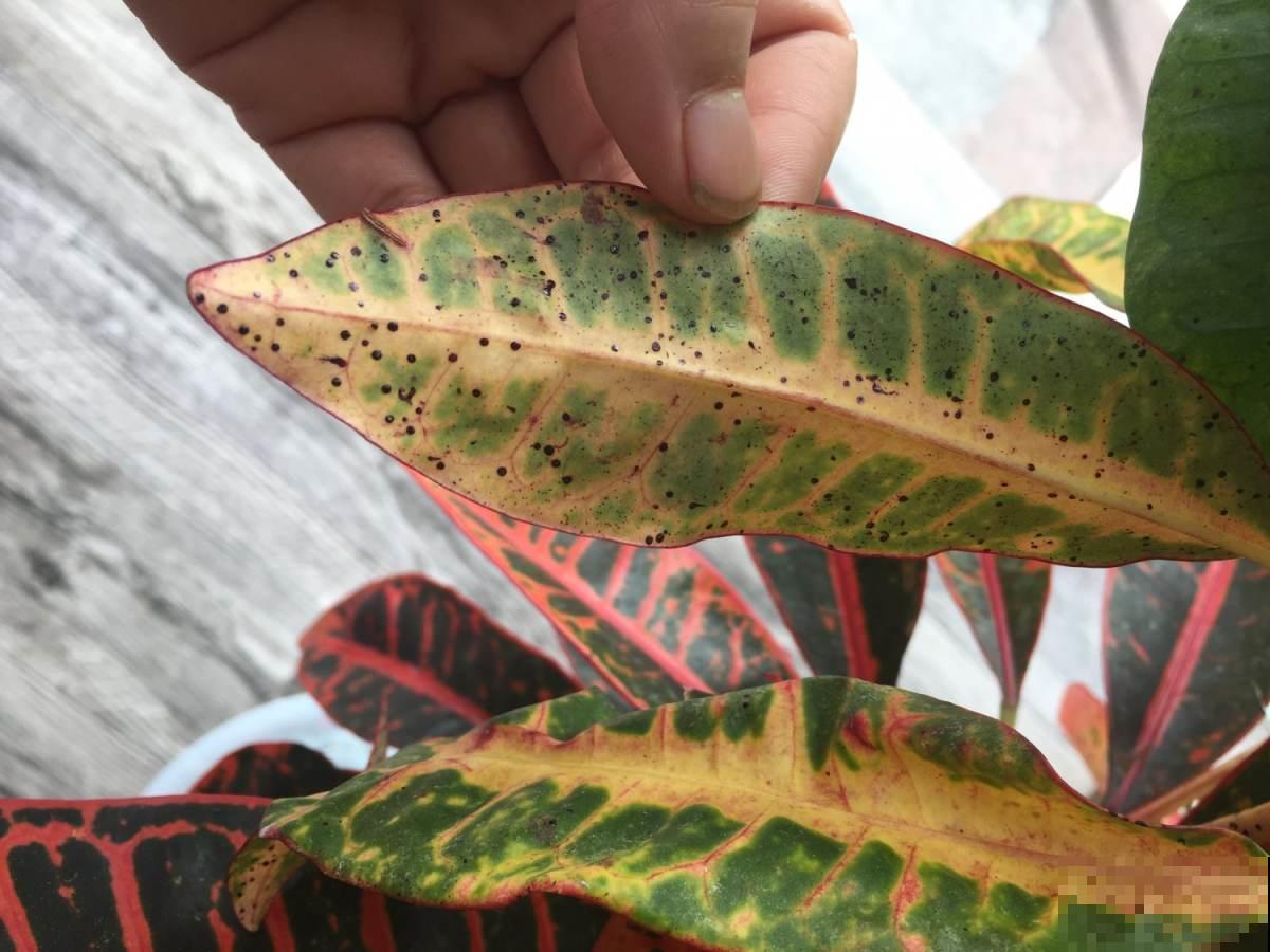 一夜入秋冷得要命，家里的花咋养才能平安？学会这招就行！