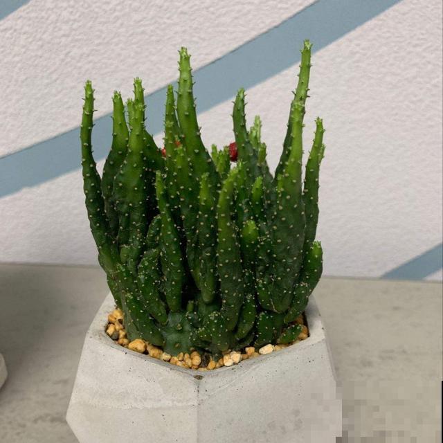 花养着就死了，一定是错了这几步，不知道这几个小技巧太亏了