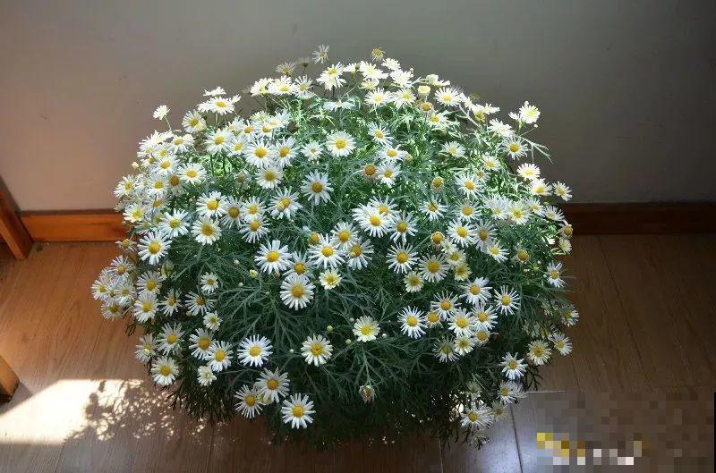 别嫌阳台小，种点花草，感觉真好！