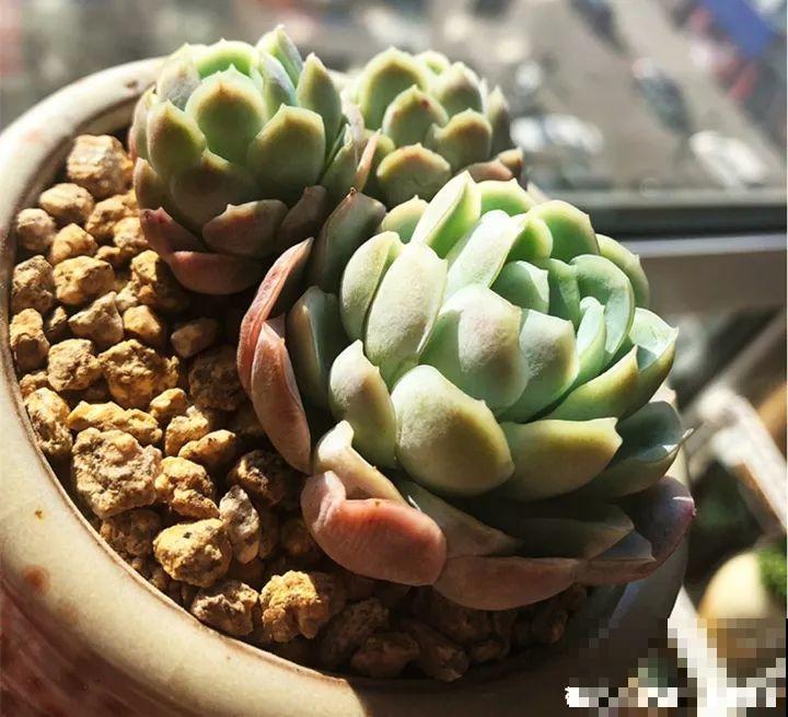 月季盆里加点它，花开不断，比地栽长得还壮实！