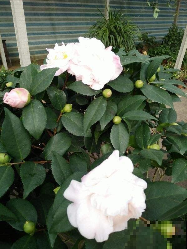 你还在担心植物营养不良？选对了品种，植物轻轻松松过两米