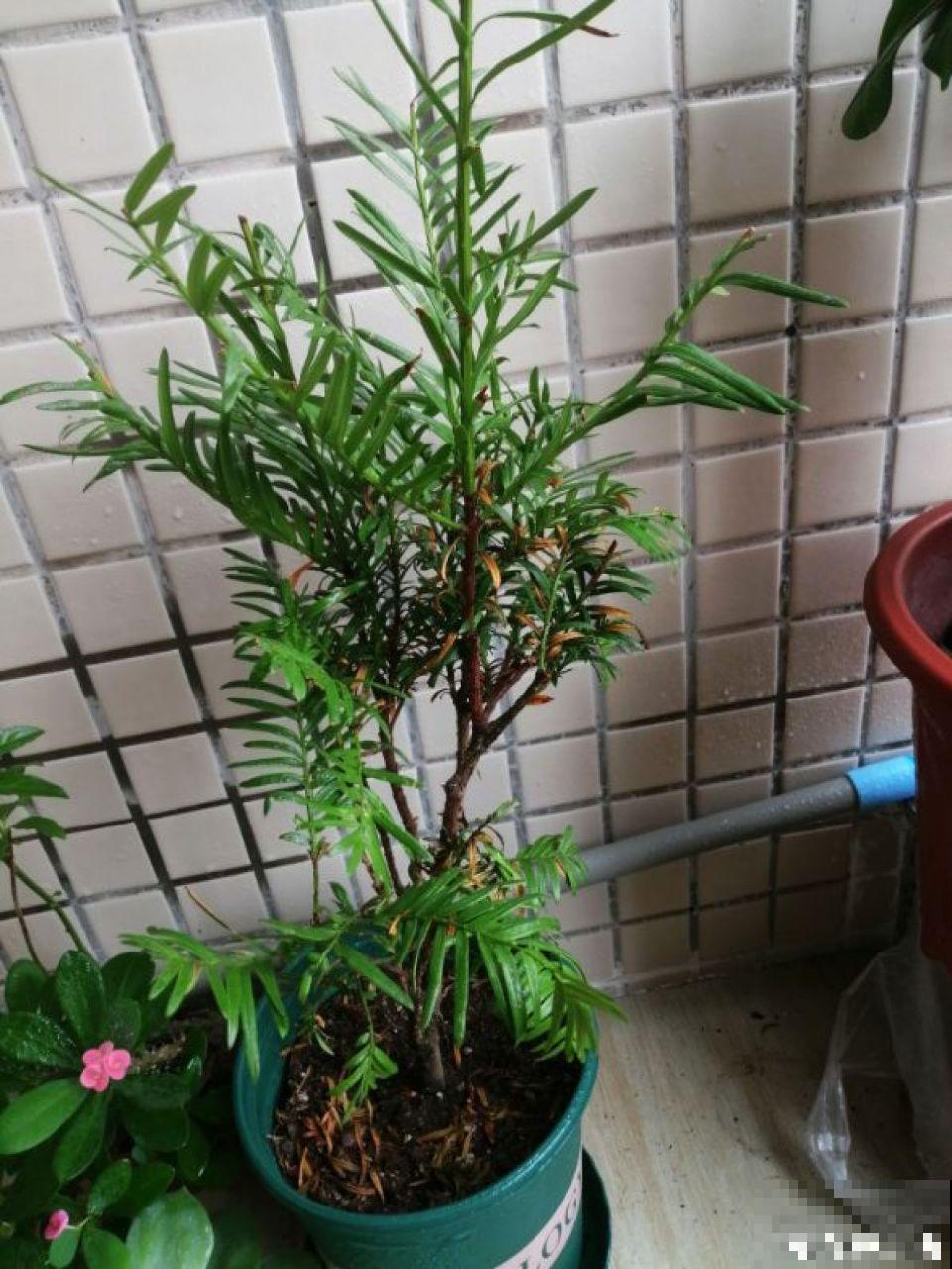 都喜欢秋天买杜鹃养，但这点不注意，两天就能给你晒蔫了！