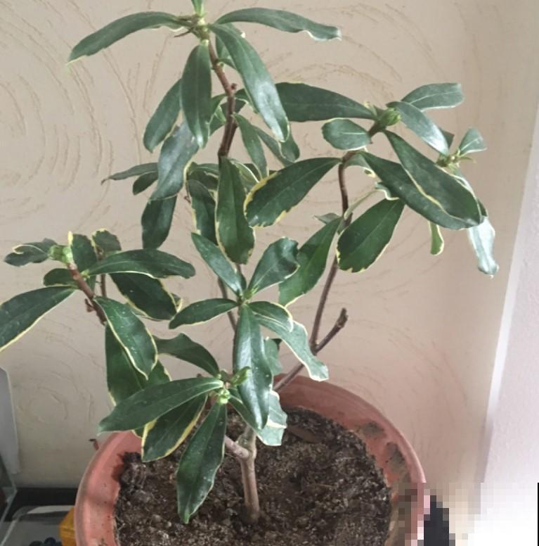 家里的瑞香总养不好，做好这一点，养几盆都不愁！
