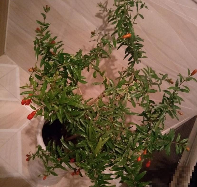 移栽石榴树苗，在家养一盆，今年的石榴就不愁吃了！