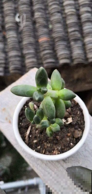 一根枝条就营造出森林的感觉，家里养这种花，网友直呼太赚了
