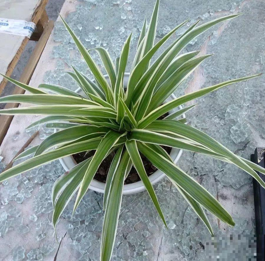 阳台养“银项链”，两周就能发芽，比观花的植物还美！
