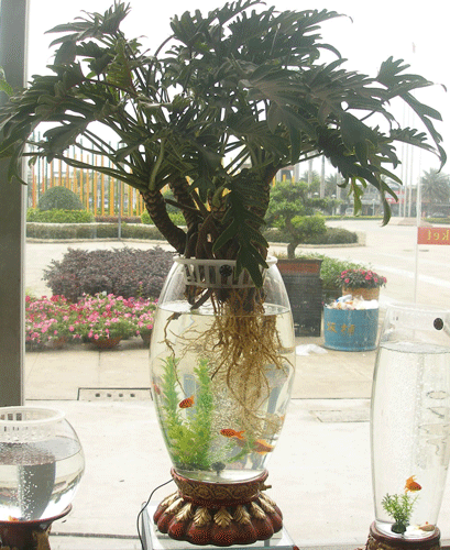 原来花盆里面暗藏玄机，选对了，啥花都能养得旺！