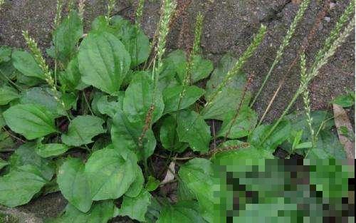 野外这杂草春天能赏叶，秋天挖出来能卖大价钱，你家门口就有！