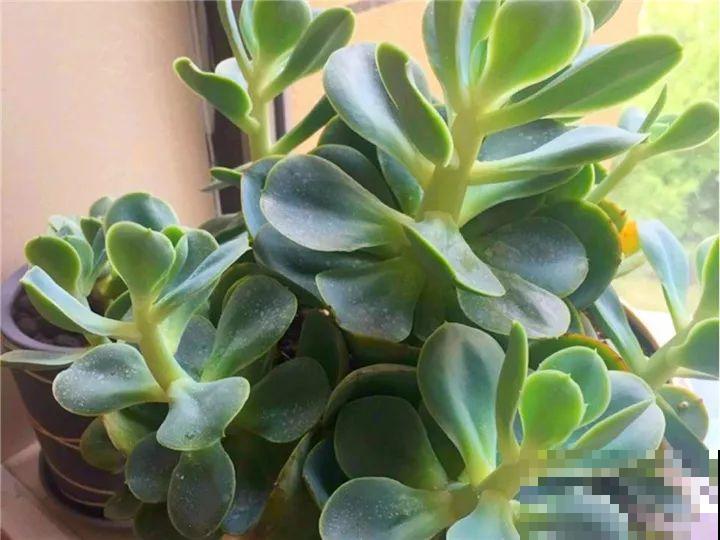 这花赶紧摘叶子，掐光后别浇水，立马又冒10个芽！