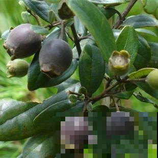 野树林摘了一堆“大蓝莓”，味道香甜到心尖，现在不摘就抢不到了