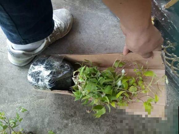 他家的露台，转眼一年大变身，赏花喝茶，像诗一样的生活！