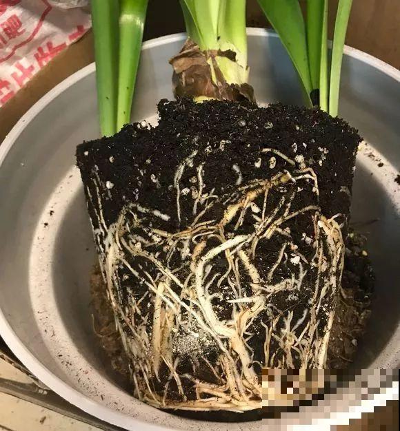换盆时机到了，有这花赶紧换，叶子疯长猛开花！