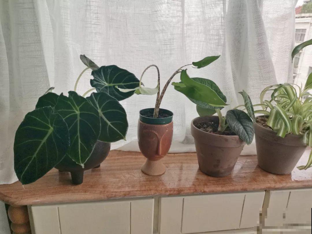 适合在角落里养的花，能水培能爬藤，屋里瞬间大变样！