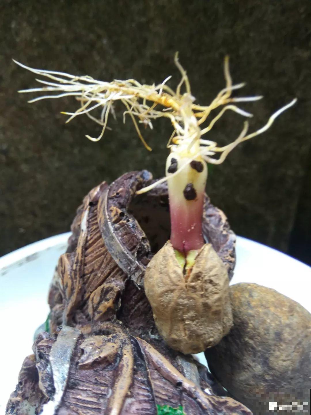 她用几粒花生米，种出一盆大花生，冒出来的豆芽根忒好看！