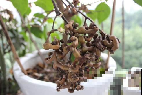 野外摘个小树杈扔嘴里，没想到这么好吃，原来叫拐枣！