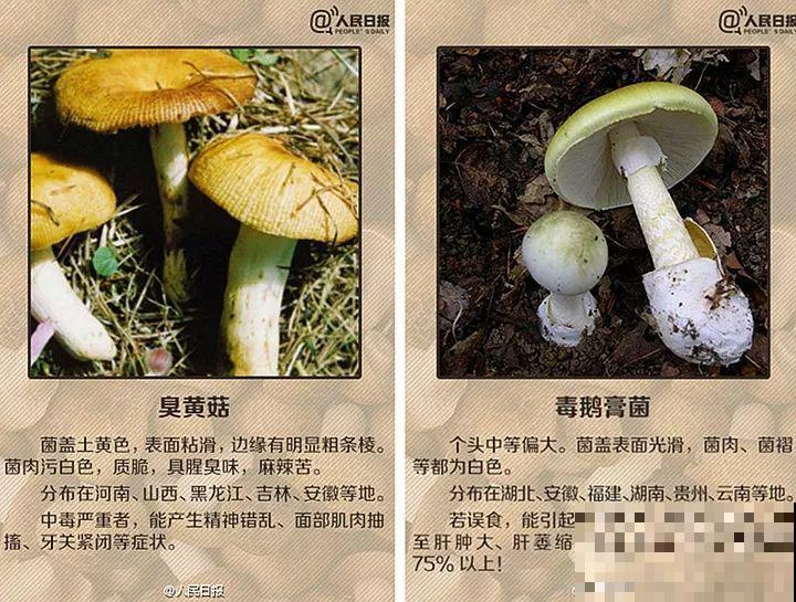 出门碰见这8种草，千万别碰，离的越远越好！