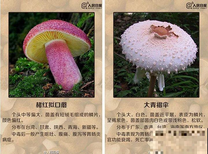 出门碰见这8种草，千万别碰，离的越远越好！
