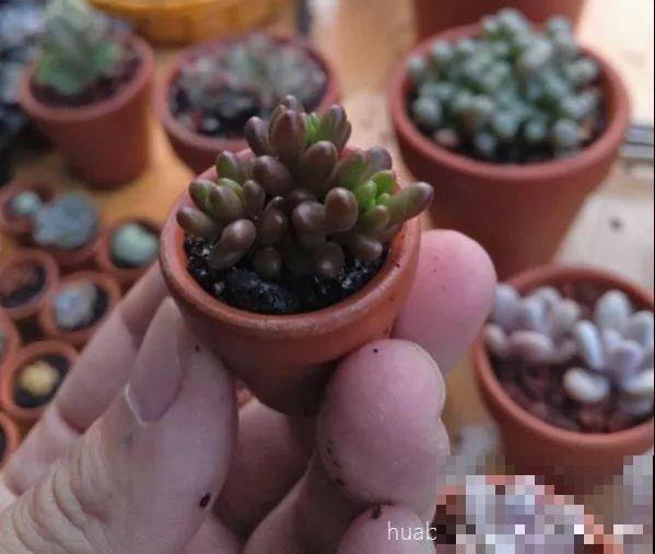 这种多肉，花盆比拇指还小，1月长成小老桩！