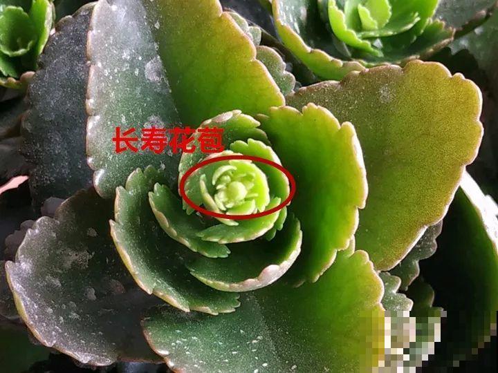 花有这种枝条，那就别剪了，不然一点开花动静也不会有！