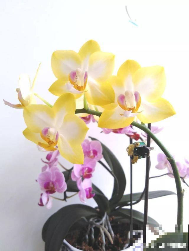 这花比绿萝还好养，摆客厅，名贵又有范儿